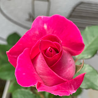 ピンク薔薇/バラ/薔薇/みどりの雑貨屋/セルフペイント...などのインテリア実例 - 2021-05-11 09:11:55
