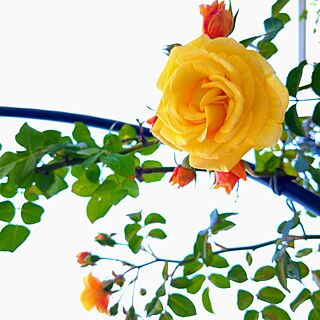 ガーデニングが好き/春/花のある暮らし/好きな風景/バラ...などのインテリア実例 - 2023-04-27 07:56:21