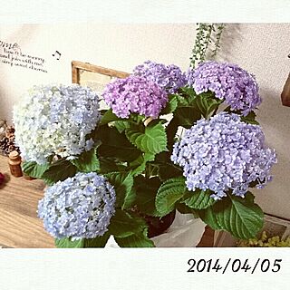 購入品♡/いつもいいねありがとうございます♡/紫陽花バカ♥/紫陽花のインテリア実例 - 2014-04-05 21:53:34