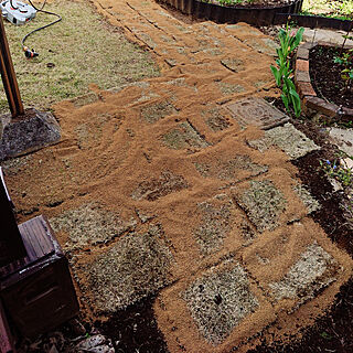 玄関/入り口/DIY/芝張り替え/芝を植えるのインテリア実例 - 2021-04-18 15:34:47