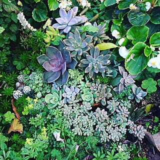 玄関/入り口/第二花壇/雨ざらし/多肉植物/寄せ植え♥︎...などのインテリア実例 - 2016-02-02 22:06:21