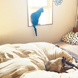 ベッド周り/布団の上が好きな猫/寝室の窓辺/ねこのいる日常/ねこと暮らす...などのインテリア実例 - 2023-11-04 09:52:17
