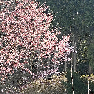 四季を楽しむ/四季を感じる暮らし/インテリアじゃなくてごめんなさい/春だなぁ〜/桜が咲いた...などのインテリア実例 - 2021-04-26 17:39:12