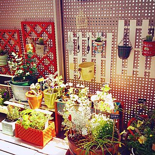 玄関/入り口/セリア/DIY/観葉植物のインテリア実例 - 2015-04-16 19:42:40