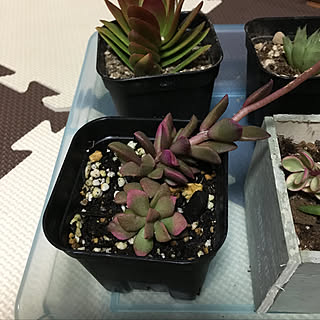 部屋全体/でも下手/多肉植物だいすき。/ずーっと元気が無い/水栽培悩む！...などのインテリア実例 - 2018-01-02 16:55:10