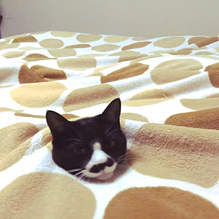 ベッド周り/猫スペースのインテリア実例 - 2020-04-15 10:38:00