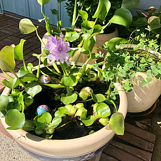 ホテイアオイの花/メダカのいる暮らし/ほてい草とメダカ/ホテイアオイ/玄関/入り口のインテリア実例 - 2021-09-25 10:25:34