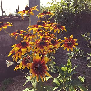 玄関/入り口/花壇 手作り/観葉植物/花のある生活/いいね！ありがとうございます◡̈♥︎のインテリア実例 - 2017-07-08 08:47:10