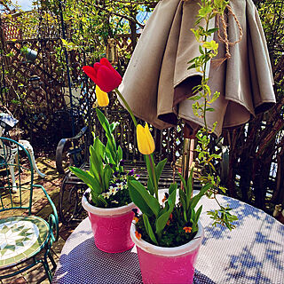 お家カフェ/寄せ植え/チューリップ/癒しの空間/花のある暮らし...などのインテリア実例 - 2020-04-02 11:56:50