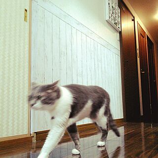 壁/天井/猫/ねこ/ねこのいる風景/小鉄...などのインテリア実例 - 2017-05-19 21:47:20