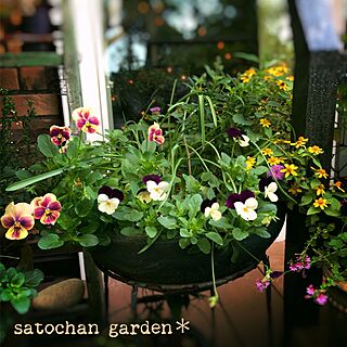 キッチン/satochan garden＊/2016.11.22/ちむぽん/❤︎をありがとう...などのインテリア実例 - 2016-11-22 13:52:14