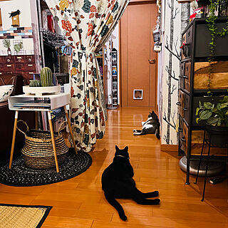 IKEAの布/涼しい場所/黒猫ミースケ/白キジのん/猫のいる暮らし...などのインテリア実例 - 2023-07-04 21:32:31