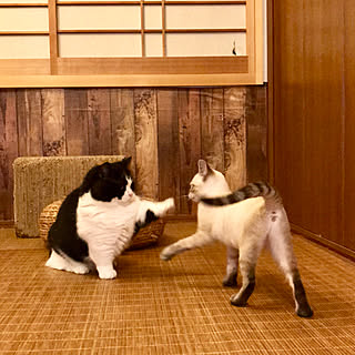 リビング/Room Clipとの出会いに感謝✳︎/ねこのいる日常/保護猫/ねこ...などのインテリア実例 - 2018-09-21 20:14:42