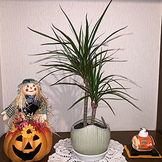 ハロウィン/玄関/入り口/ハンドメイド レース編み/観葉植物/干支の置物...などのインテリア実例 - 2020-10-22 22:49:41