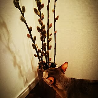 玄関/入り口/季節モノ/花のある暮らし/ねこ/植物のインテリア実例 - 2015-03-21 20:14:47