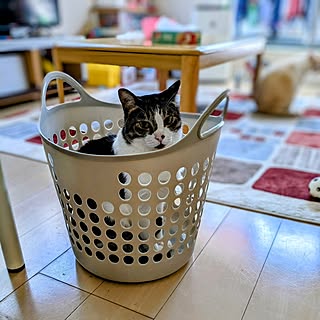 部屋全体/狭いリビング/いつもありがとうございます♡/多頭飼い/猫のいる暮らし...などのインテリア実例 - 2024-01-12 18:01:05