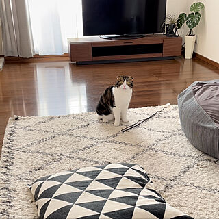 テレビボード/insta→tansuke0323/無印良品/ねこと暮らす。/IKEA...などのインテリア実例 - 2021-02-09 09:27:03