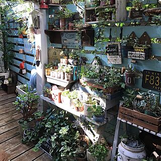 壁/天井/DIY/gardening/カフェ風〜♡/多肉植物...などのインテリア実例 - 2017-07-15 23:20:19