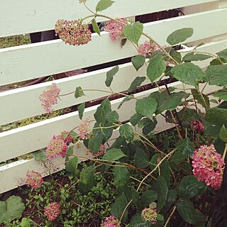 玄関/入り口/植物/西側枕木ガーデン/gardenのインテリア実例 - 2014-06-07 22:33:58