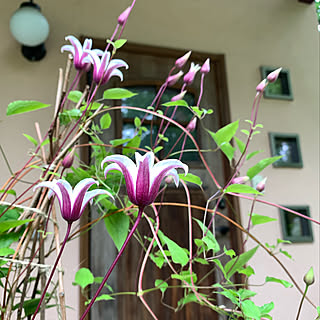 プリンセスケイトのインテリア実例 Roomclip ルームクリップ