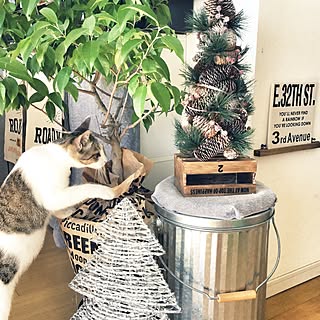 リビング/ニトリのクリスマスツリー/猫が植物荒らし始めました。/猫/ねこ部...などのインテリア実例 - 2016-12-16 13:06:19