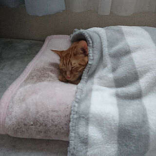 ベッド周り/猫ちゃんのインテリア実例 - 2020-07-04 17:14:47