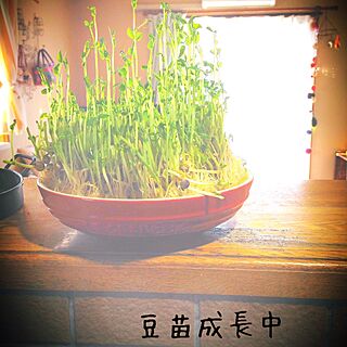 キッチン/豆苗/ルクルーゼ/飼育中のインテリア実例 - 2015-03-12 08:14:27