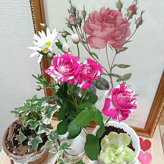 壁/天井/プチ贅沢/お花を飾る/スプレー薔薇/薔薇好き...などのインテリア実例 - 2021-03-26 20:16:00