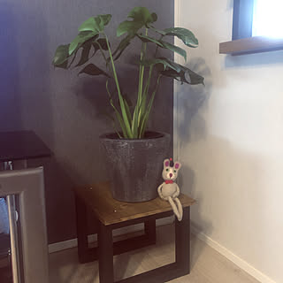 DIY家具/DIY/観葉植物のある暮らし/もんすてら/観葉植物...などのインテリア実例 - 2022-12-07 14:12:39