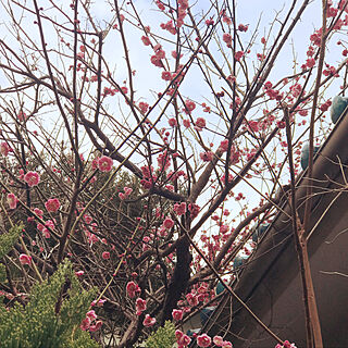 梅の季節/梅の花のインテリア実例 - 2019-03-02 07:56:57