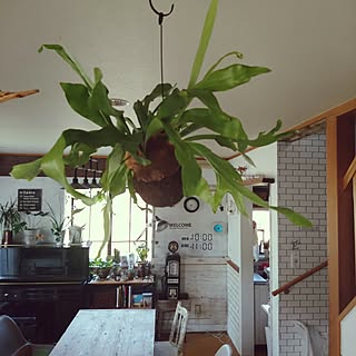 壁/天井/観葉植物/観葉植物のある部屋/セルフリノベーション✩*॰¨̮/ブリックタイル...などのインテリア実例 - 2017-04-16 08:39:17