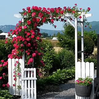 玄関/入り口/薔薇の花/薔薇　早風/パーゴラ/パーゴラと薔薇...などのインテリア実例 - 2017-06-09 12:47:55