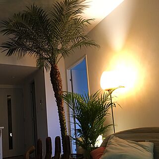 リビング/フェニックス#ヤシの木/観葉植物/照明/IKEAのインテリア実例 - 2016-12-06 10:16:39