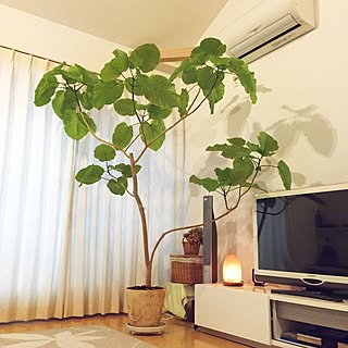 部屋全体/シンプル/白いインテリア/観葉植物/ナチュラル...などのインテリア実例 - 2016-01-27 11:44:01