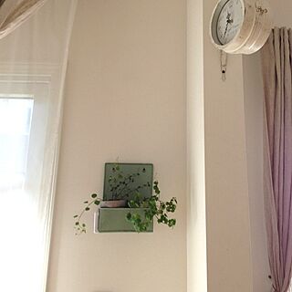 壁/天井/植物/室内グリーン/増やし中のインテリア実例 - 2013-01-12 11:34:29
