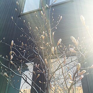 玄関/入り口/ジュンベリーの木のインテリア実例 - 2016-04-20 09:19:57