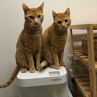 ウォーターサーバー/猫/猫が大好きなんです/キッチン/猫専用のインテリア実例 - 2020-10-17 18:07:11