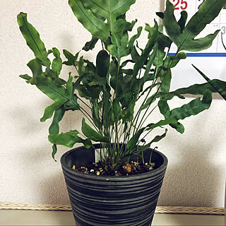 ブルースター/グリーンのある生活/観葉植物/グリーン/観葉植物のある生活...などのインテリア実例 - 2022-12-30 18:46:56