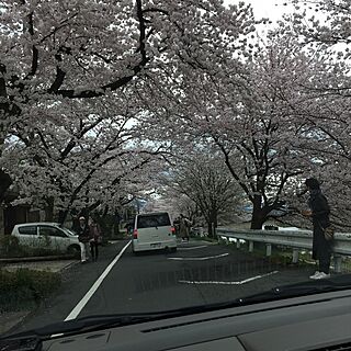 玄関/入り口/桜満開のインテリア実例 - 2017-04-09 16:13:20