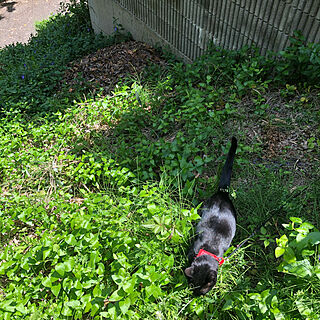 外に出たい猫/燻製の間草を食べる猫/庭で燻製/黒猫ミースケ/ねこのいる風景...などのインテリア実例 - 2021-04-25 17:16:48