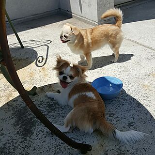 玄関/入り口/賃貸/犬/犬と暮らす/西海岸...などのインテリア実例 - 2017-05-20 22:30:22