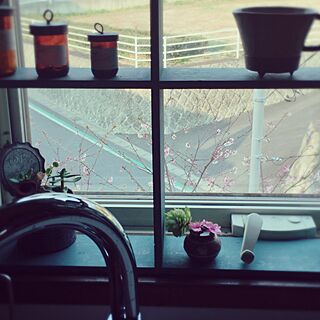 キッチン/キッチンの窓辺/作家もの器/桜が咲き始めた/雑貨...などのインテリア実例 - 2016-03-04 16:42:57