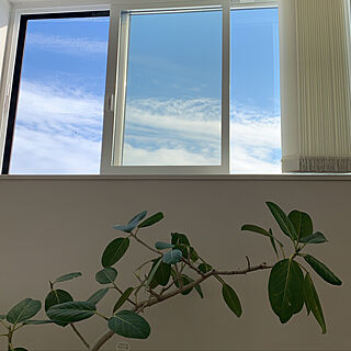 フィカスベンガレンシス/観葉植物/二階リビング/青空が好き/壁/天井...などのインテリア実例 - 2021-05-05 14:11:15