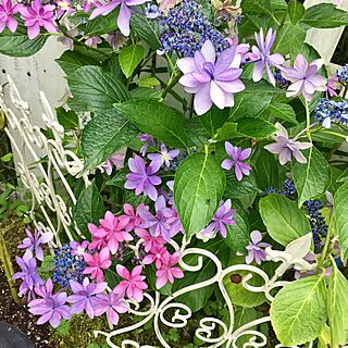 玄関/入り口/植物/ガーデニング/紫陽花のインテリア実例 - 2017-07-17 07:47:50