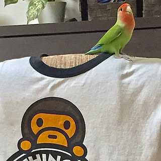 リビング/Tシャツの日/座椅子/インテリアじゃなくてすみません/鳥...などのインテリア実例 - 2017-07-18 20:32:29