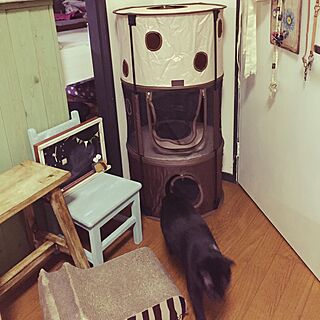 キッチン/キャットタワー/ナチュラル/黒猫chan°.♡/猫との生活...などのインテリア実例 - 2015-05-15 22:24:50