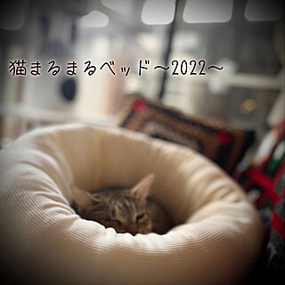 カインズ/猫ベッド/猫と暮らす家/タイムライン追えずすまぬ…/Ig:hanamaru.0.cats...などのインテリア実例 - 2022-10-13 09:30:23