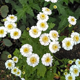 玄関/入り口/梅雨の楽しみ方/庭のある暮らし/庭の花/庭パトロール...などのインテリア実例 - 2023-06-22 14:29:34