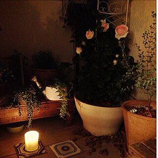 植物/薔薇/バラ/キャンドル/ベランダ...などのインテリア実例 - 2013-04-30 23:55:16