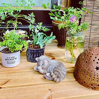 見てくださってありがとう❁︎/植物のある暮らし/昨日買ったミニ観葉植物植えました♪/ドウダンツツジ/水差しローズゼラニューム...などのインテリア実例 - 2021-06-23 10:57:47